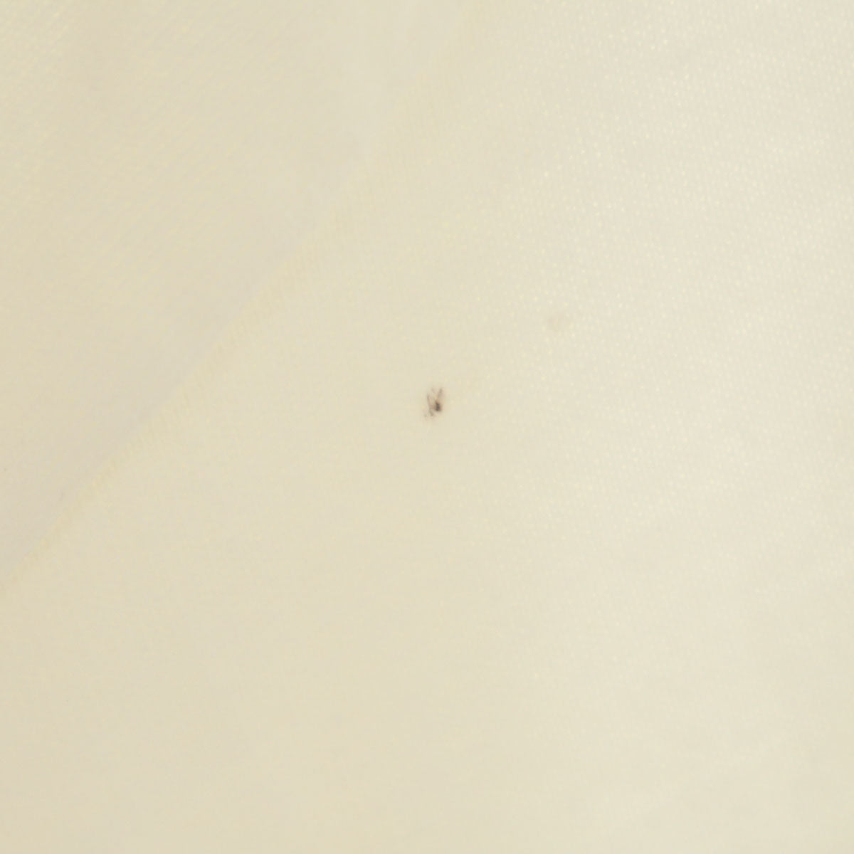 Hanes ヘインズ 90s USA製 オールド TINY TOON プリント 半袖 Tシャツ L オフホワイト メンズ