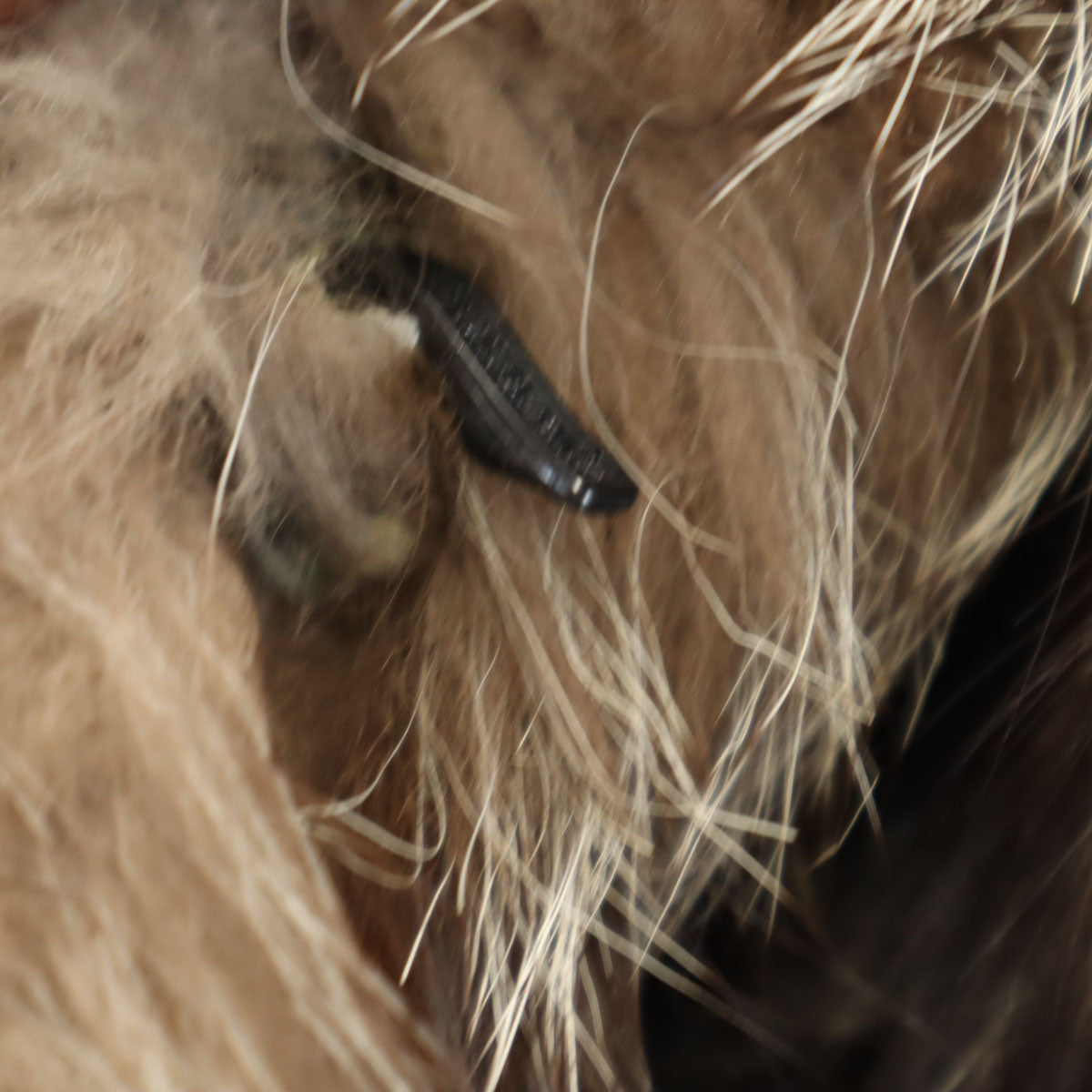 毛皮コート ブラウン レディース