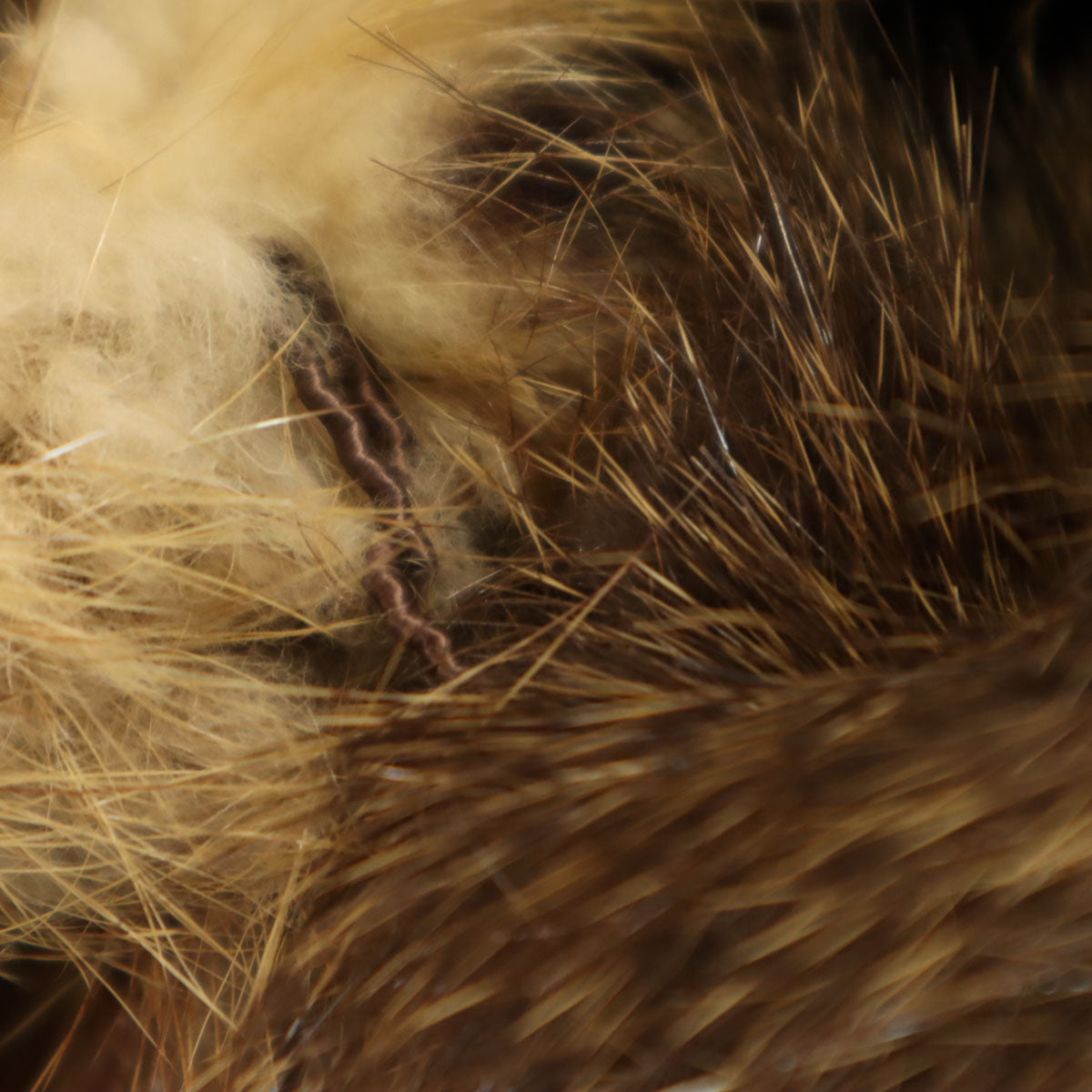 CASA LOPEZ 毛皮コート ブラウン レディース