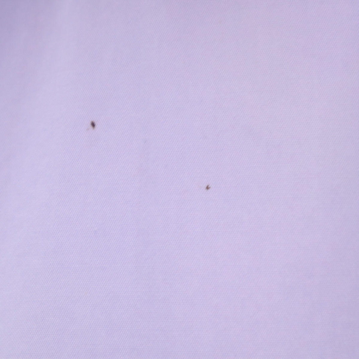 MIUMIU ミュウミュウ イタリア製 長袖 コットンシャツ 38 パープル レディース